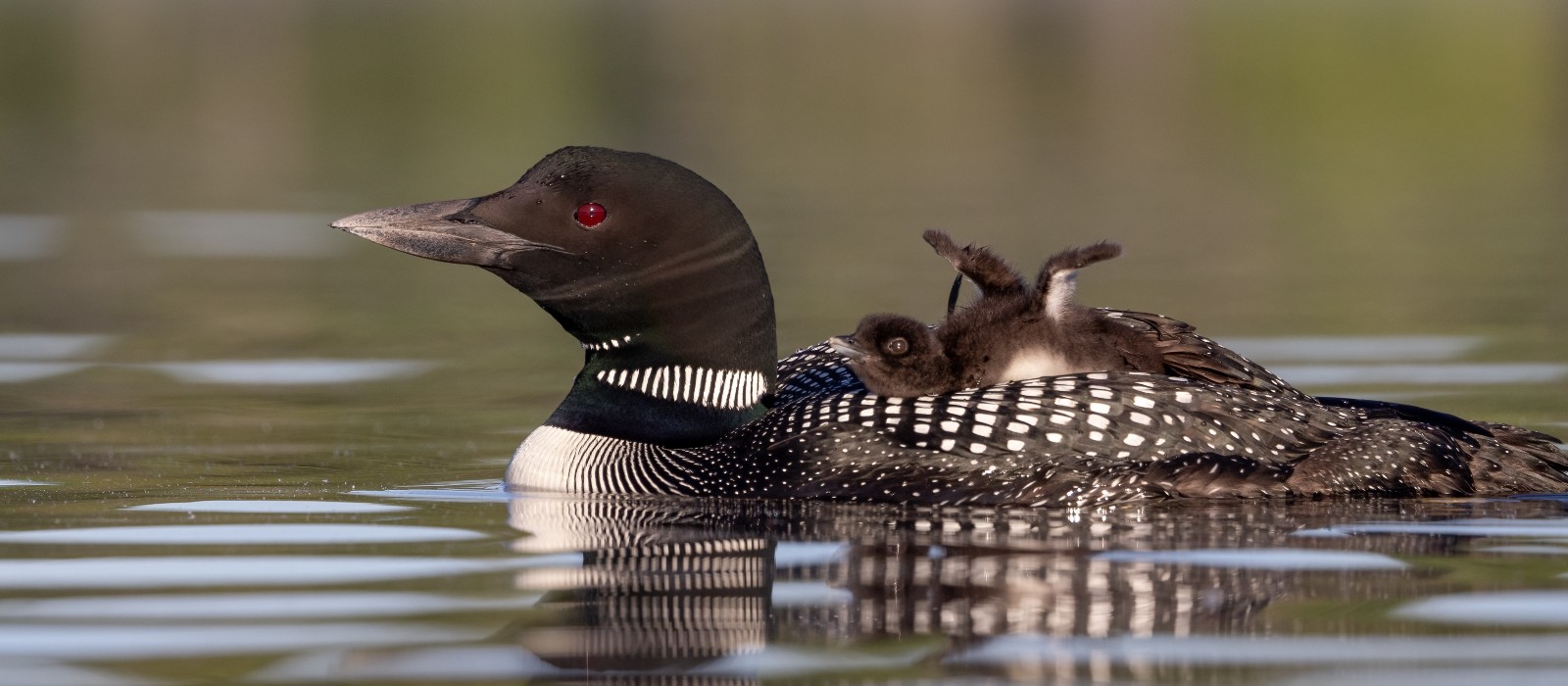 a-common-loon-and-chick-on-a-lake-NFFFHN5 (1)
